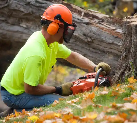 tree services Cherry Hill Mall